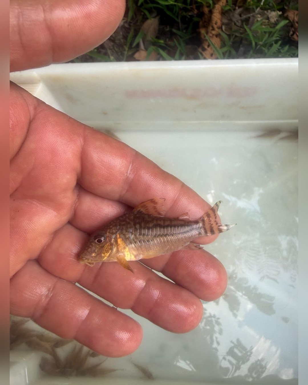 Corydora Pinheroi